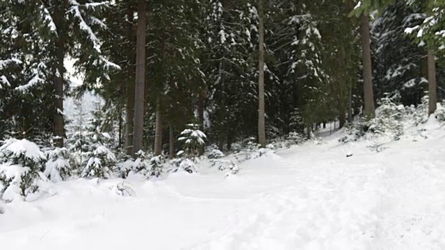 一群人在冰雪森林里散步微笑的朋友在冰雪公园里聊天视频素材