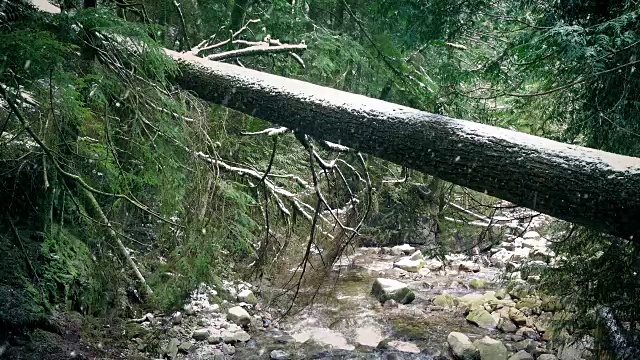 在冬季森林砍伐河流视频素材