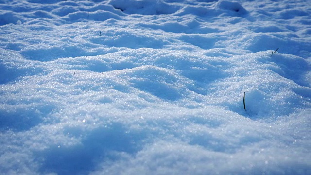 在雪地上移动，小草探出头来视频素材