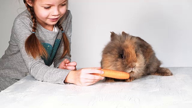 小女孩和小兔子一起玩耍和拥抱视频素材