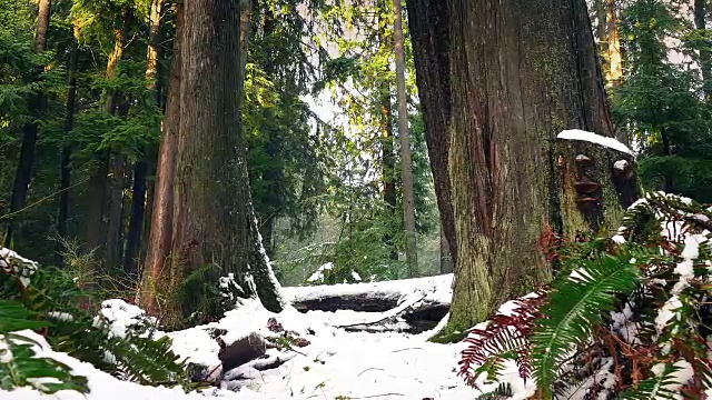 森林蕨类和树木在厚雪视频素材