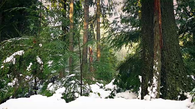 傍晚经过白雪覆盖的森林视频素材