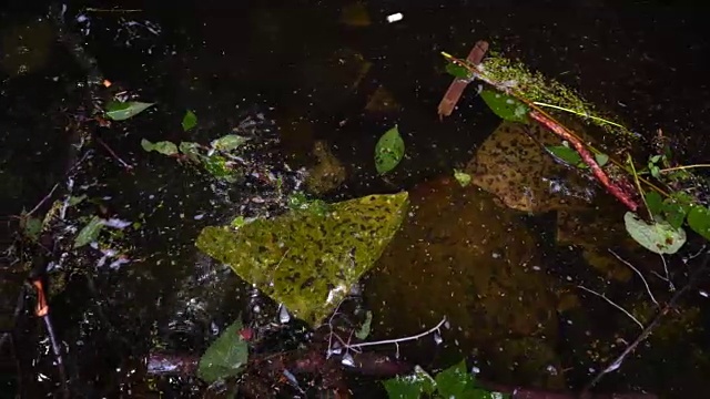 河里的脏水。森林河流污染。沼泽的水在森林河视频素材