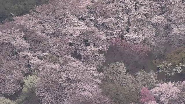 空中，新宿御苑春天，东京，日本视频素材