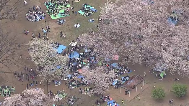 空中，春天代代木公园，东京，日本视频素材