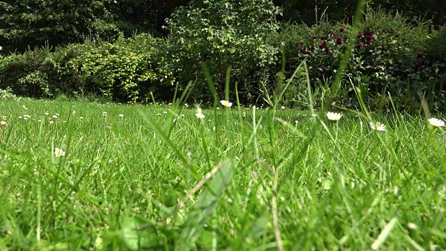 雏菊花在草地上，园丁割草机割草。FullHD视频素材