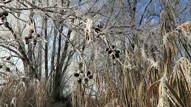 赤杨树果实上的白霜结晶。视频素材