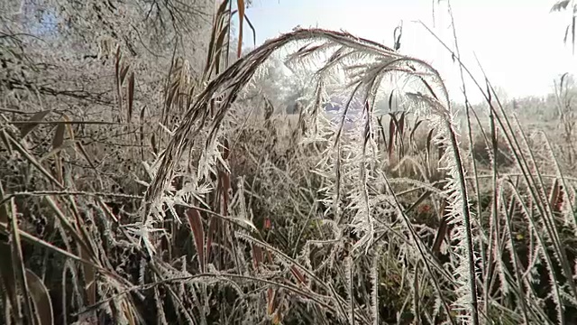 在冬季有霜的芦苇。视频素材