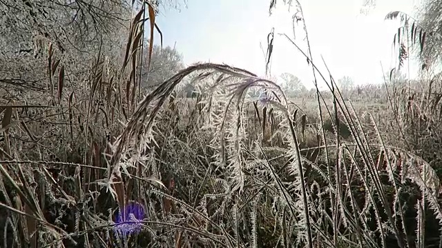 在冬季有霜的芦苇。视频素材