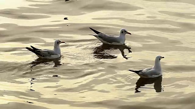 ฺฺ美丽的海鸥群每年逃离寒冷的天气去泰国。视频下载