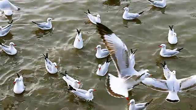 ฺฺ美丽的海鸥群每年逃离寒冷的天气去泰国。视频下载