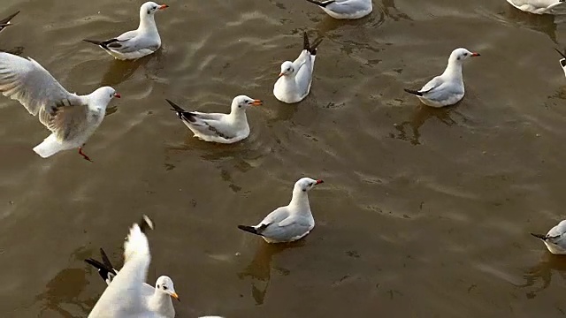 ฺฺ美丽的海鸥群每年逃离寒冷的天气去泰国。视频素材