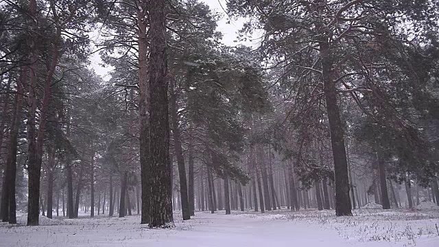 暴风雪在松公园，雪在松公园，暴风雪在冬天公园。视频素材