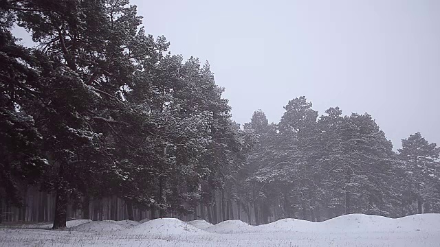 公园里的松树被雪覆盖了冬天的暴风雪公园里的暴风雪在松树公园。视频素材