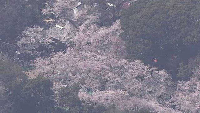 高空，上野公园的春天，东京，日本视频素材