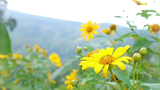 黄花在风中。背景是山。视频下载