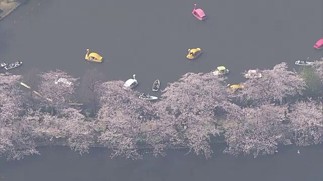 高空，上野公园的春天，东京，日本视频素材