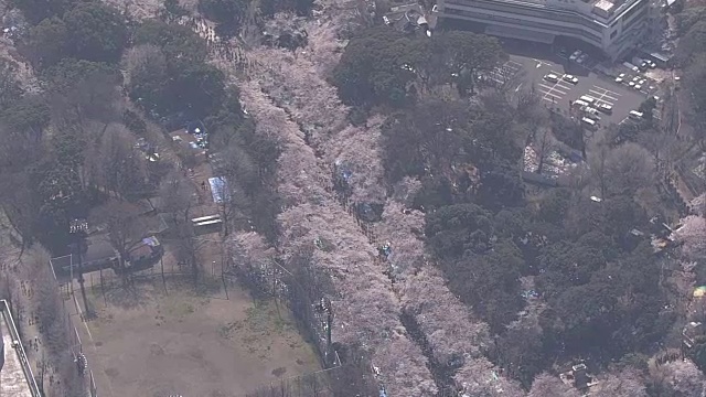 高空，上野公园的春天，东京，日本视频素材