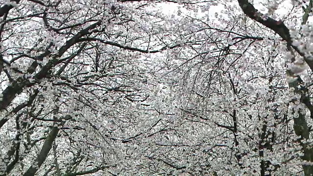 一排樱桃树，富冈，福岛，日本视频素材