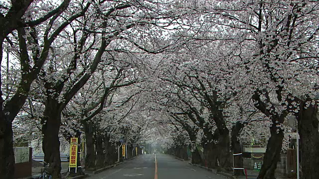 一排樱桃树，富冈，福岛，日本视频素材