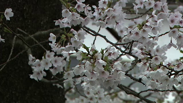 特写镜头;樱花，富冈，福岛，日本视频素材