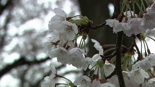 特写镜头;樱花，富冈，福岛，日本视频素材