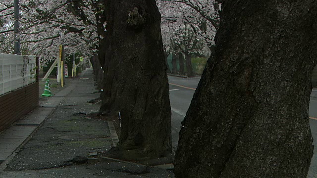 特写镜头;樱花，富冈，福岛，日本视频素材