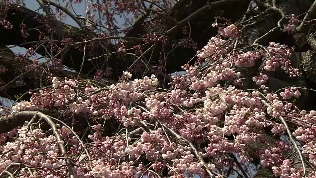 日本福岛三春的樱桃树三春视频素材