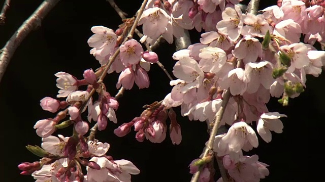 日本福岛三春的樱桃树三春视频素材