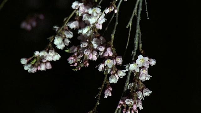 特写镜头;三春竹坂夜，日本福岛视频素材