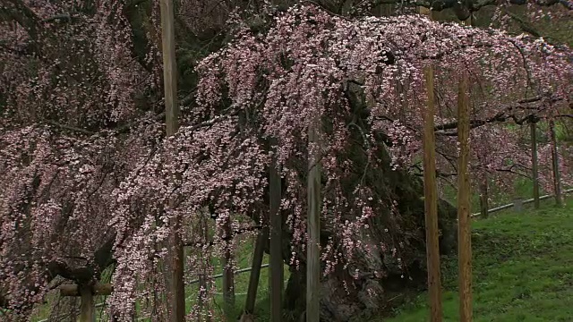 日本福岛，樱花树，雨中的三春视频素材