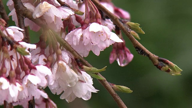 特写镜头;雨中三春竹樱，日本福岛视频素材