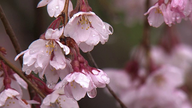 特写镜头;雨中三春竹樱，日本福岛视频素材