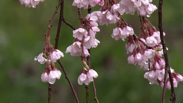 特写镜头;雨中三春竹樱，日本福岛视频素材