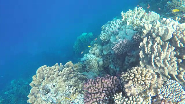 埃及红海萨法加海岸的星河豚视频素材