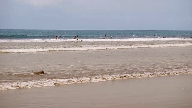 海景，每个人都忙着自己的生意。年轻的男孩和女孩们在冲浪，试图抓住一个浪，棕色腊肠狗沿着海滩奔跑，玩条纹球，成年妇女在海里洗澡视频素材