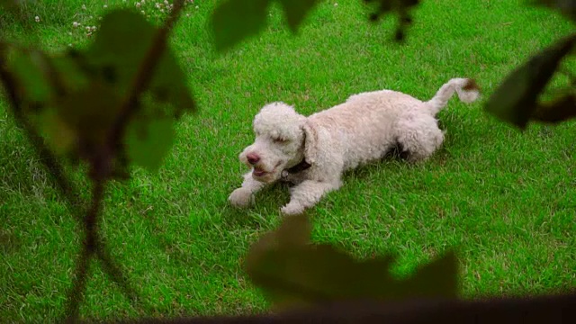 狗在绿草地上抓挠。白色拉布拉多犬在草坪上搔痒视频素材