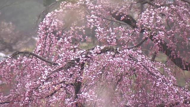 特写镜头;雨中三春竹樱，日本福岛视频素材