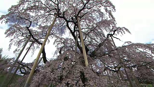 日本福岛，樱桃树，竹仓三春视频素材