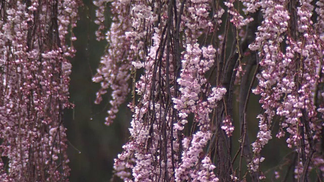 日本福岛，樱花树，雨中的三春视频素材