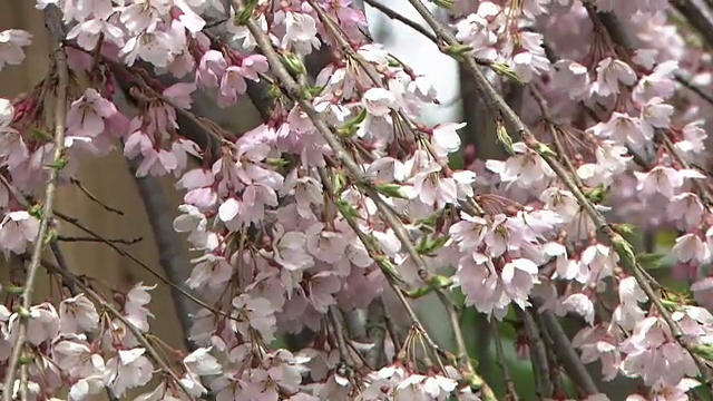 特写镜头;日本福岛，竹仓三春视频素材