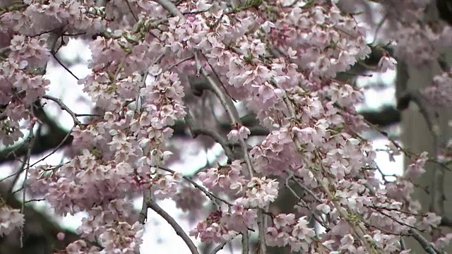 特写镜头;日本福岛，樱桃树，竹仓三春视频素材