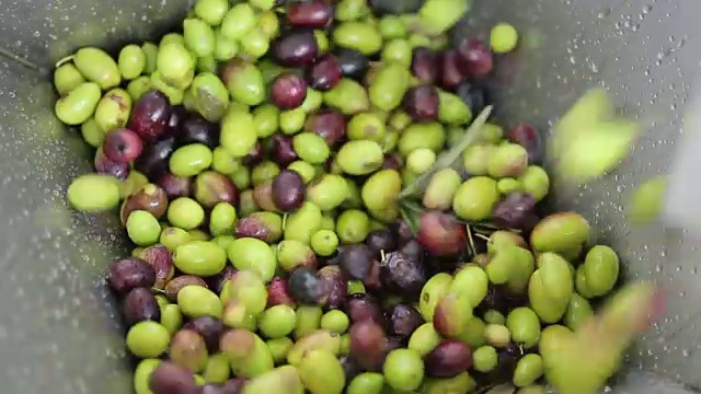 橄榄油生产及加工视频素材