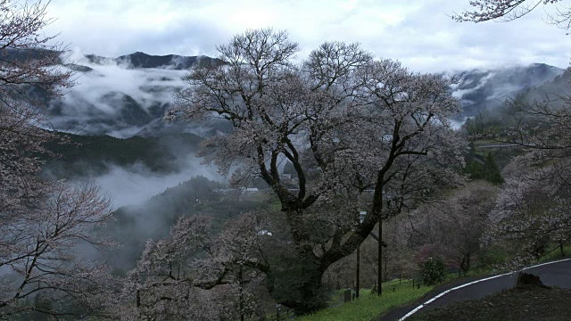 日本高知县新代川，雾中的樱桃树，Hyotan-zakura视频素材