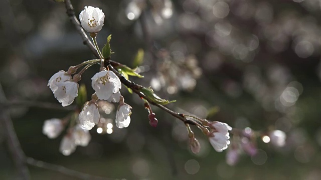 特写镜头;日本新代道川的银田樱视频素材