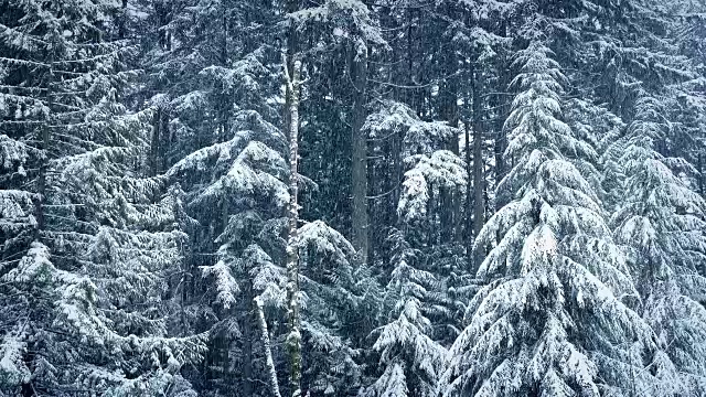 大雪中的冬季森林视频素材