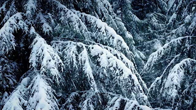 雪覆盖的树枝在下雪视频素材