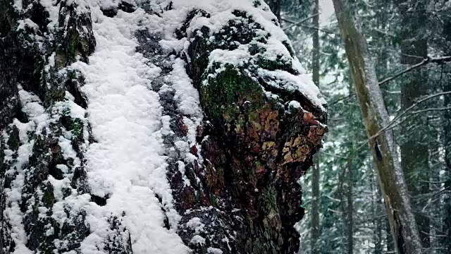 下雪时弯曲的老树干视频素材