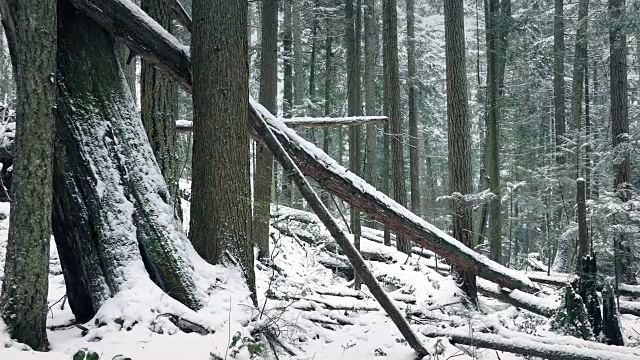 在冬天下雪的森林里，路过倒下的原木视频素材