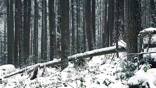 穿过被雪掩埋的森林斜坡视频素材